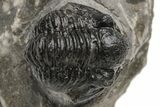 Detailed Gerastos Trilobite Fossil - Morocco #226633-1